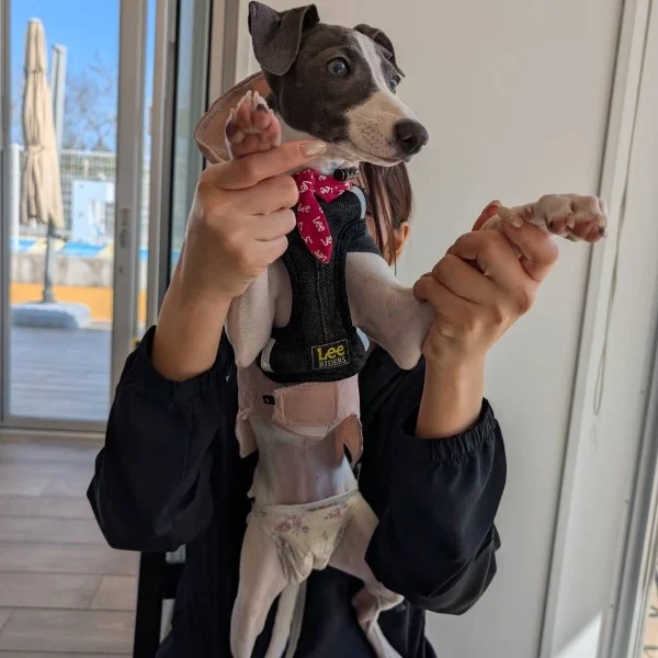 お犬様上等界隈