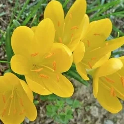 11/8レントゲンの日