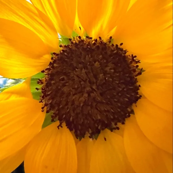 お疲れ様です🌼*･