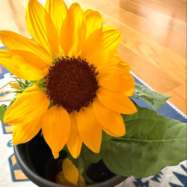 🌻♪。.:＊・゜🌻♪。.:＊・゜🌻♪