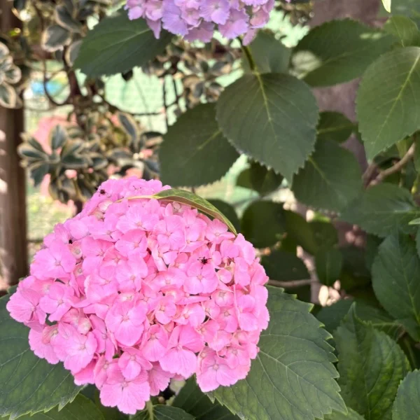 5.28（木）🌷