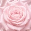 【Salute京都店】無理せず稼げる環境があります♡のサムネイル