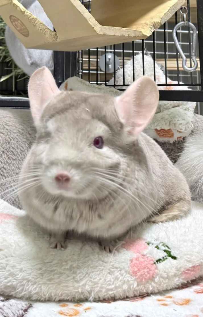 もふもふ
