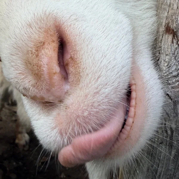 ヤギに会いに行ってたよん🐐