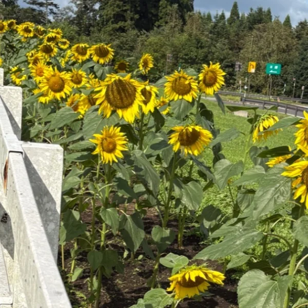 いるよん🌻