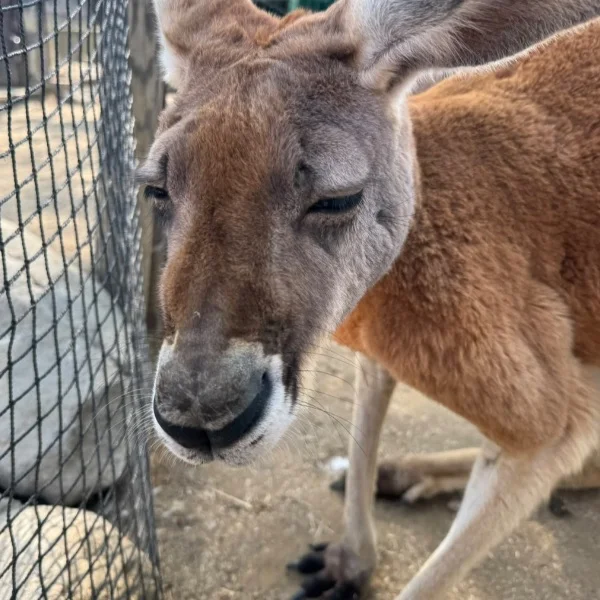 動物