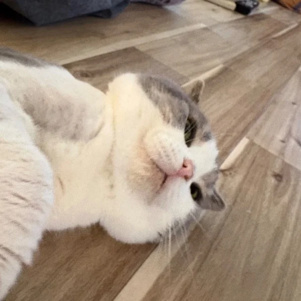 (̨̡ ◜𖥦◝)̧̢やほいっ!