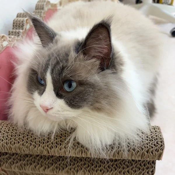 😻