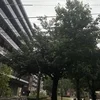 梅雨！のサムネイル