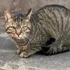 ネコ店長