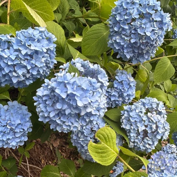 今週の出勤情報𓏲ּ𝄢