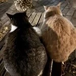 採用担当のやま。さん