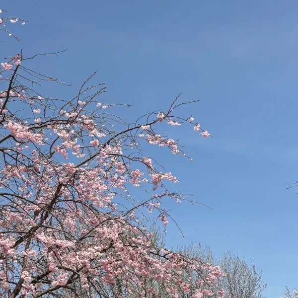 本日もありがとうございました❕🪼⟡꙳