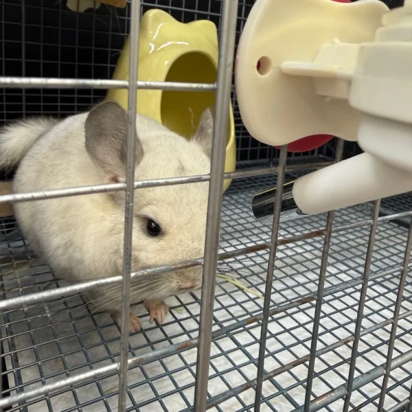 チンチラかわいい꒰ᐡ⸝ɞ̴̶̷ ·̮ ɞ̴̶̷⸝ᐡ꒱ 