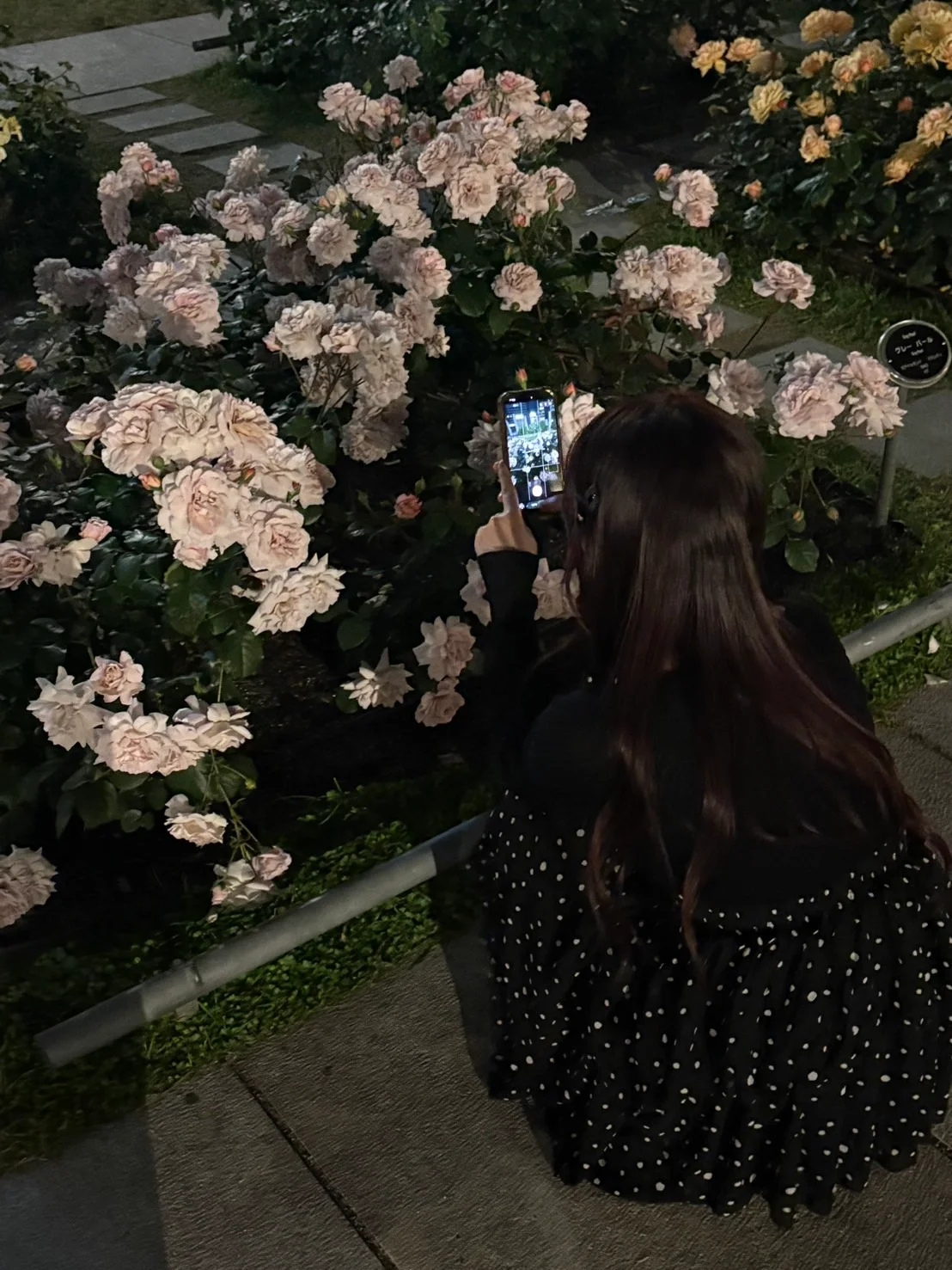 バラに囲まれてきたっ🌹‎🤍 バラ園行ってきた🌹♡ 夢中
