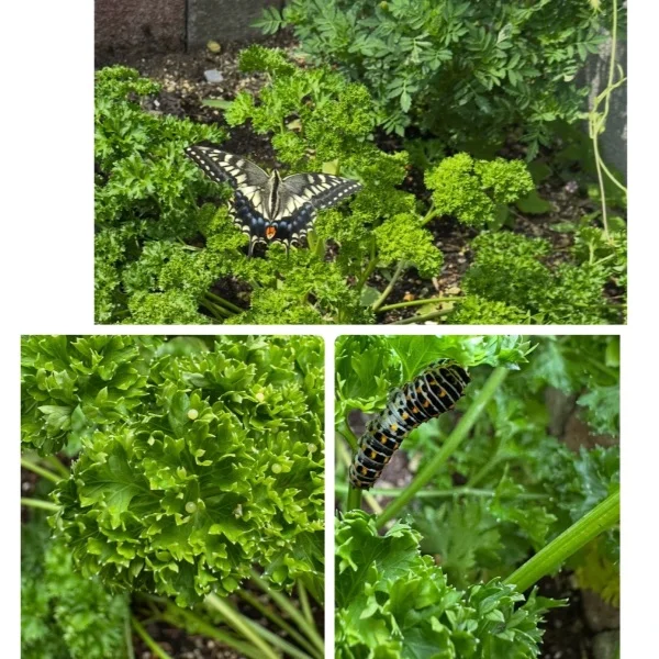 キアゲハ🦋