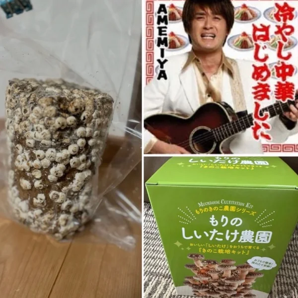 しいたけ栽培始めました