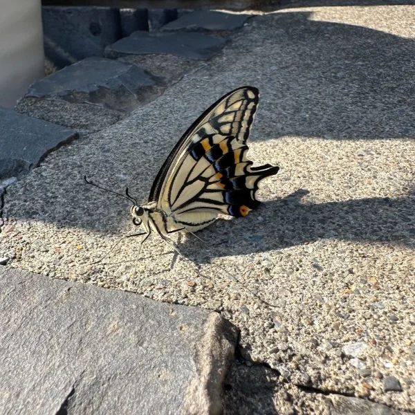 蝶になった🦋🫧