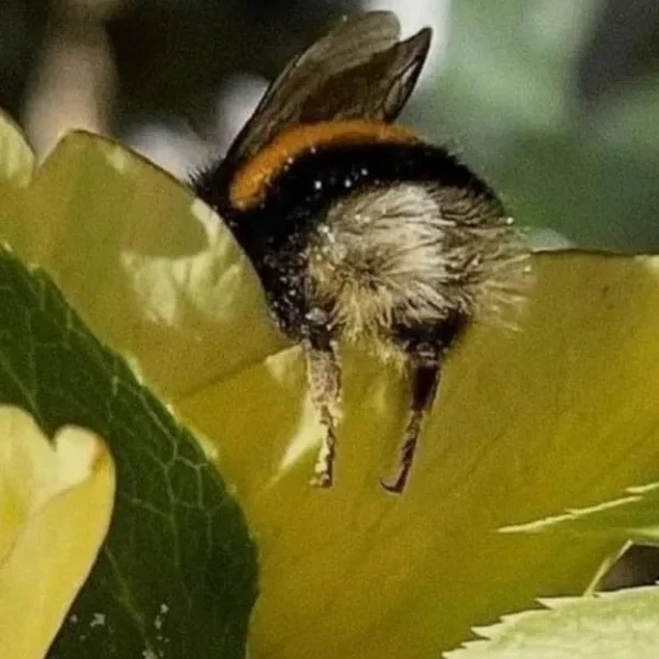 おはようございます🐝࿆