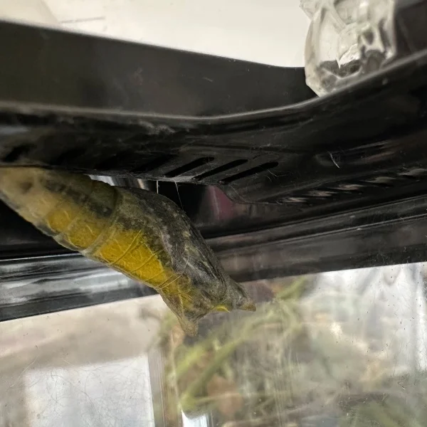 サナギよ、蝶になれ🦋.*˚