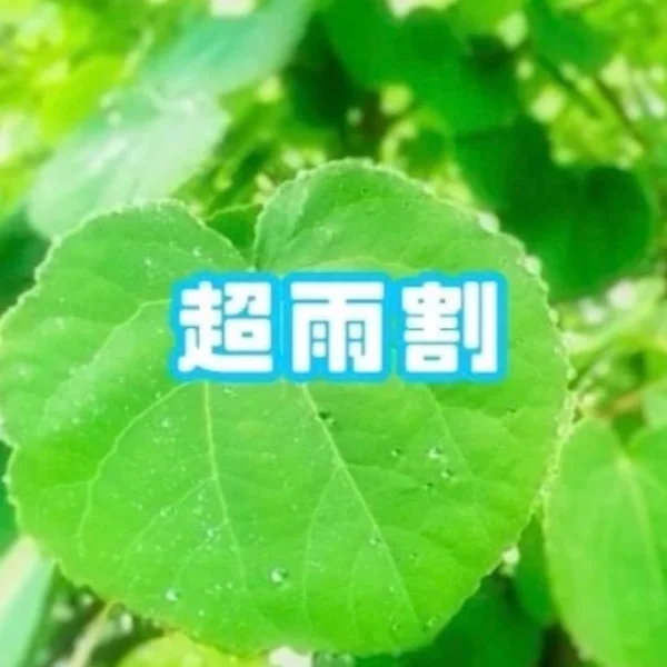 イベント情報