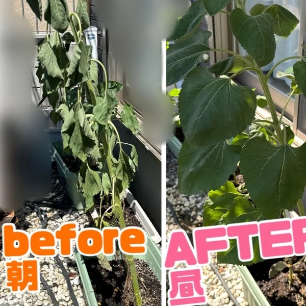 ひまわり育て隊