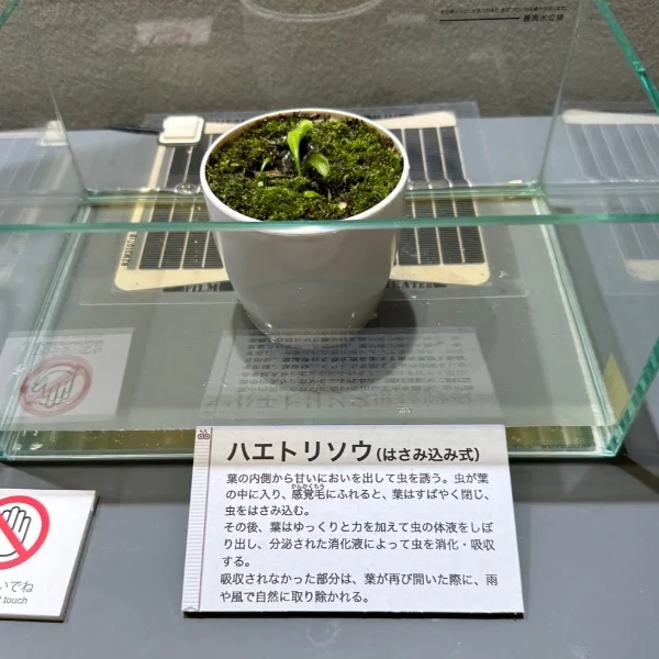 ハエトリソウ見たことある？
