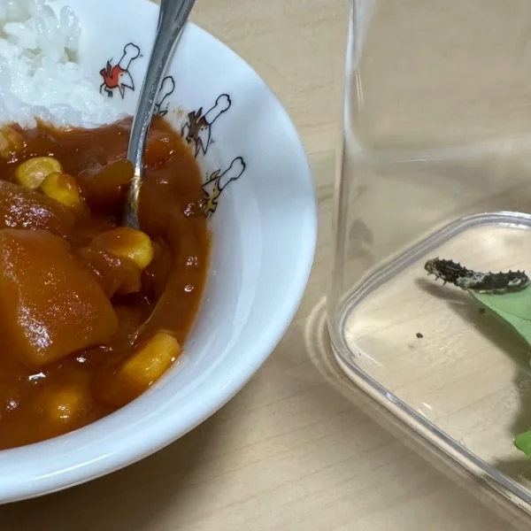 あおむしとハヤシライス
