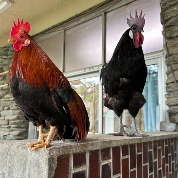 やりたいことはたくさんある🐓🥚