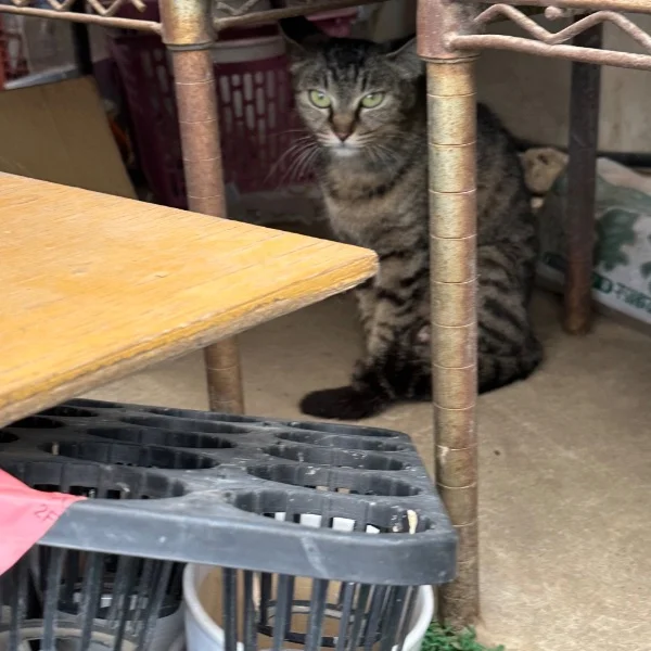 おはようございます🐱