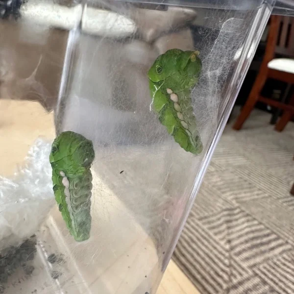 角出したままサナギになったらどうなるんだ