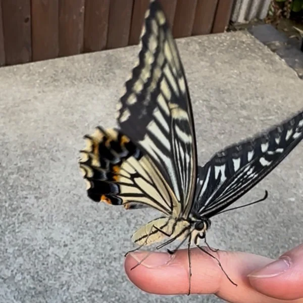 サナギが蝶になりました🦋