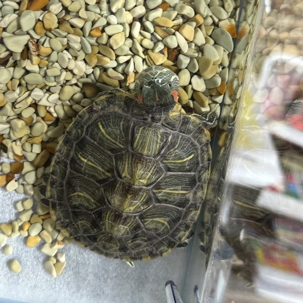 🐢𓈒 𓂂𓏸