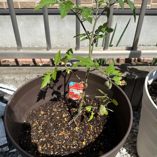 おはようございます🍅