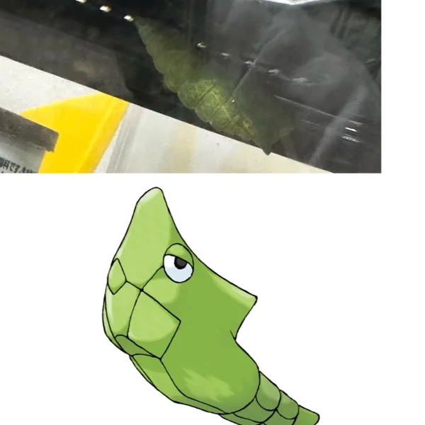 あおむし、さなぎになる