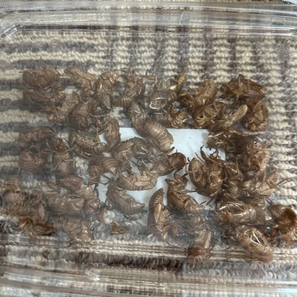たまには業者に頼んで掃除