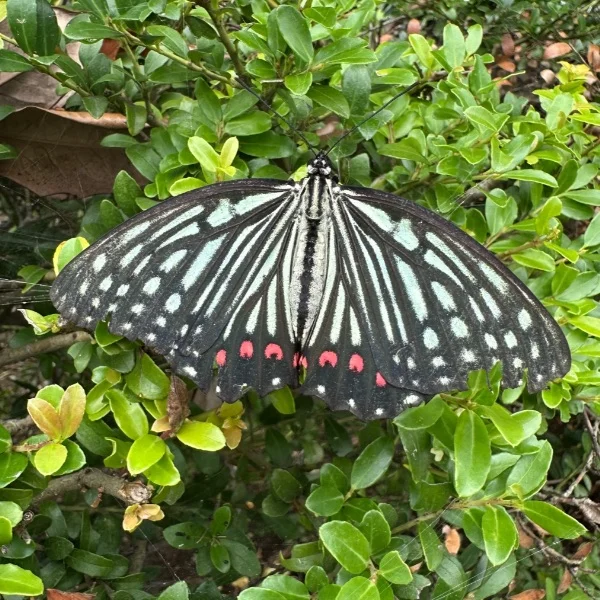 アカボシゴマダラ🦋.*˚