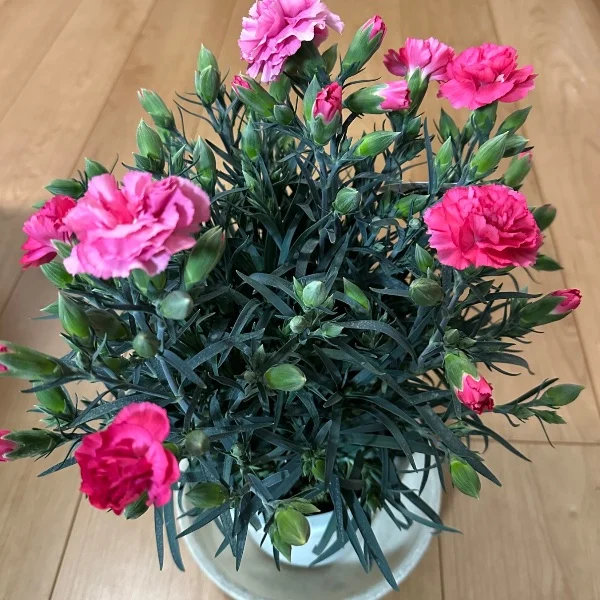 カーネーションもらった❁⃘*.ﾟ