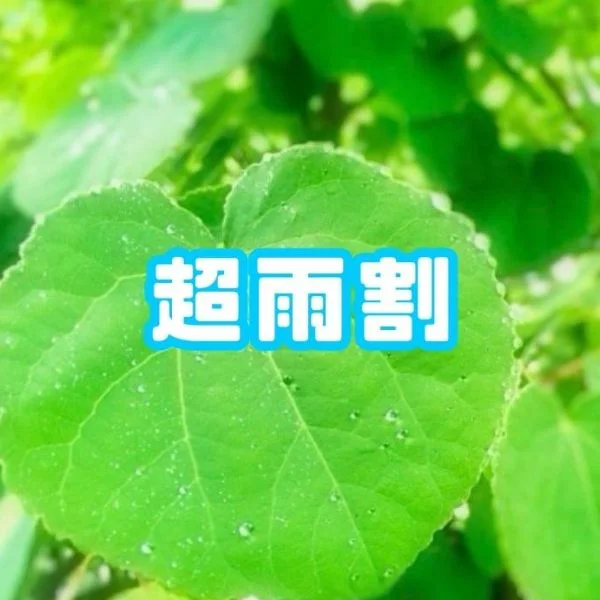 【超雨割！】キャンペーン終了は店長次第という！