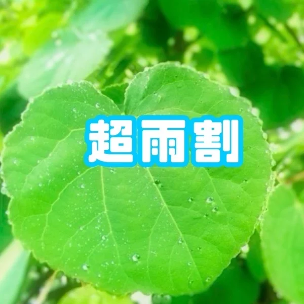 ☔️超雨🈹り☔️