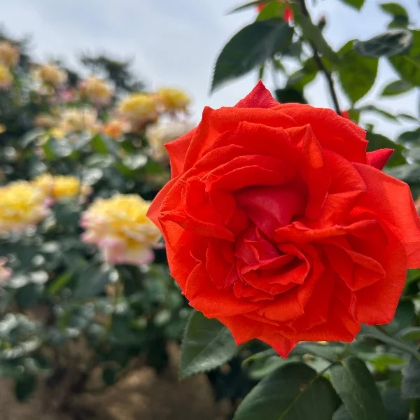 今日もありがとう‪·͜· ❤︎‬