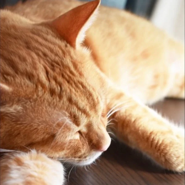 🐈