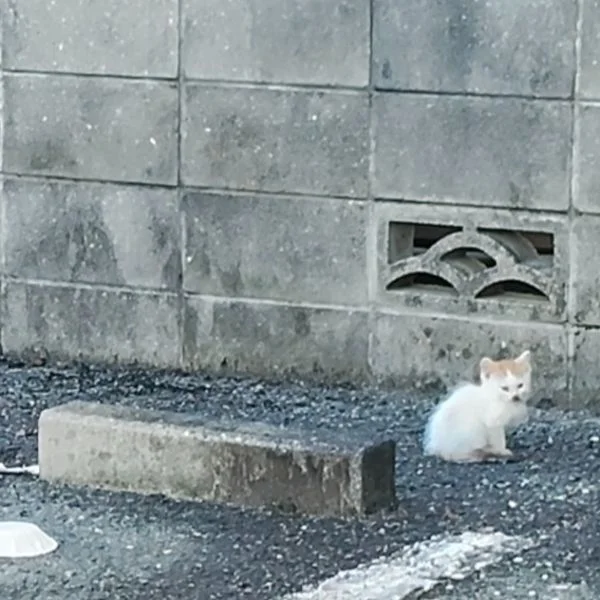 迷子の迷子の……