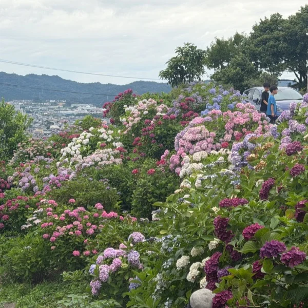 紫陽花💕