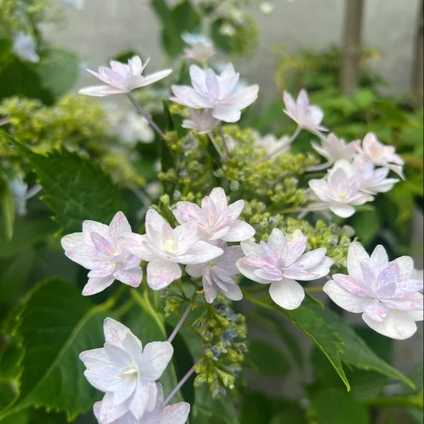 紫陽花が好き🪷💓