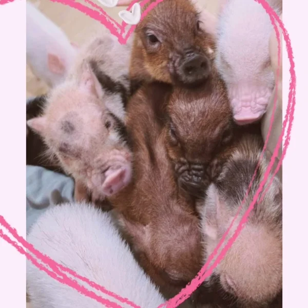 ありがとう♡♡