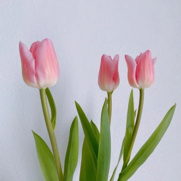 はじめまして、真依です🌷