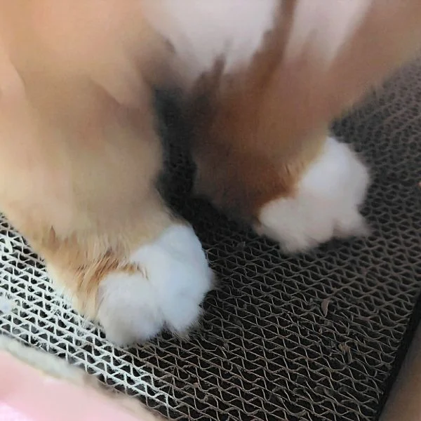 食べる？🤤🥯