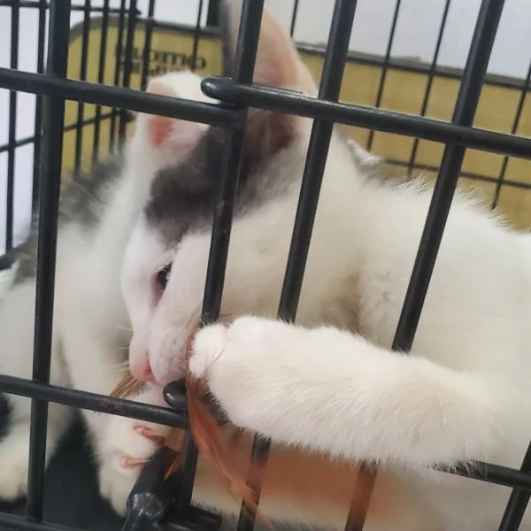 保護猫ジョー君🐱