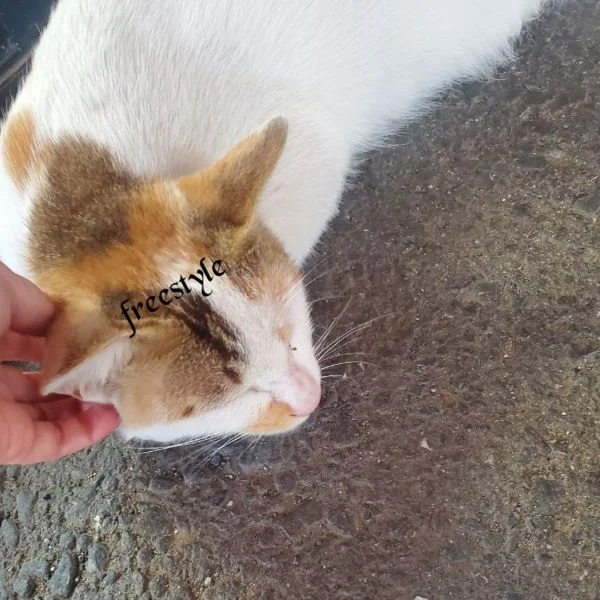 💟逆フェザー💟